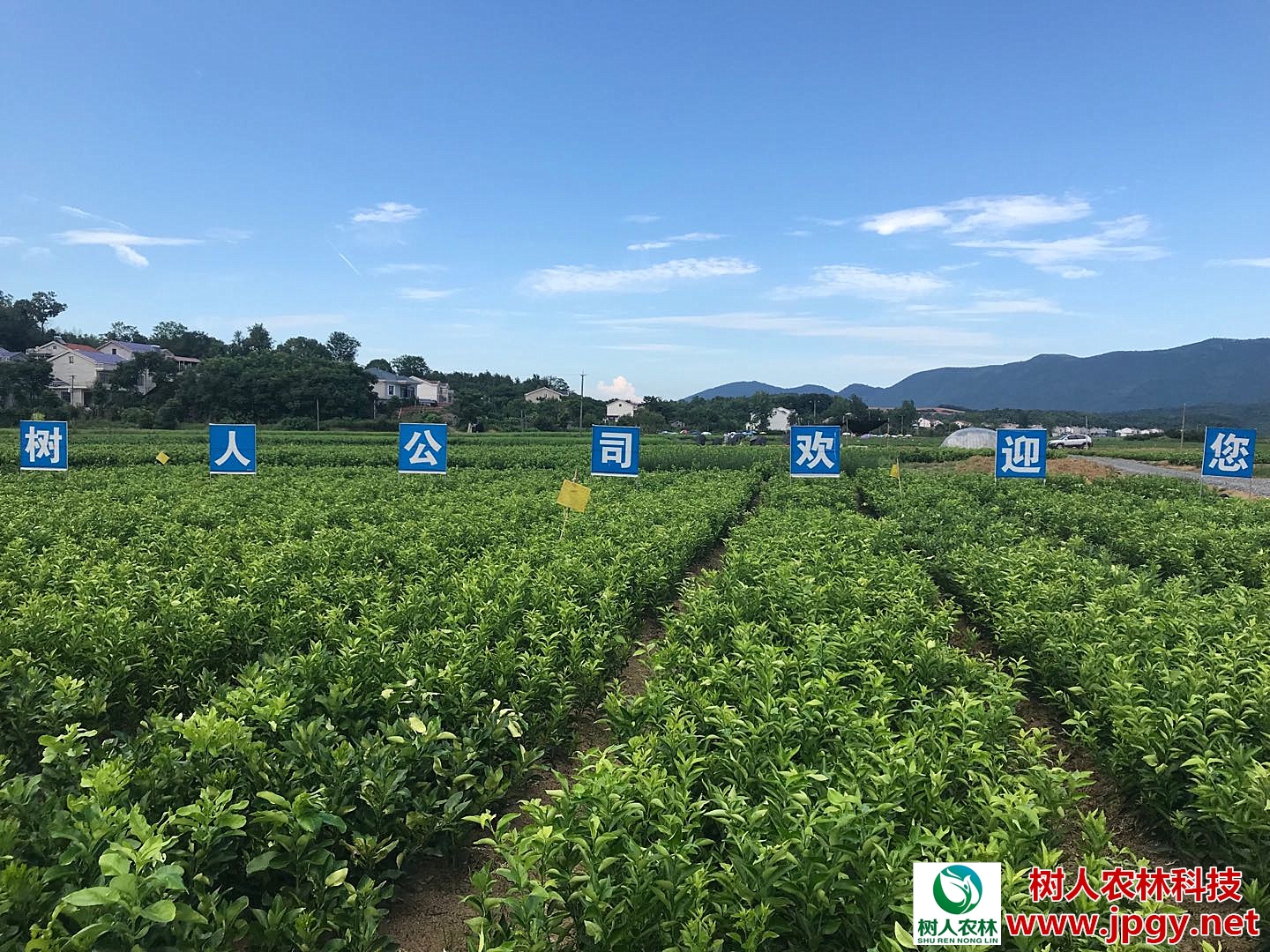 經(jīng)歷2018年市場寒冬洗禮，未來柑橘產(chǎn)業(yè)誰主沉??？