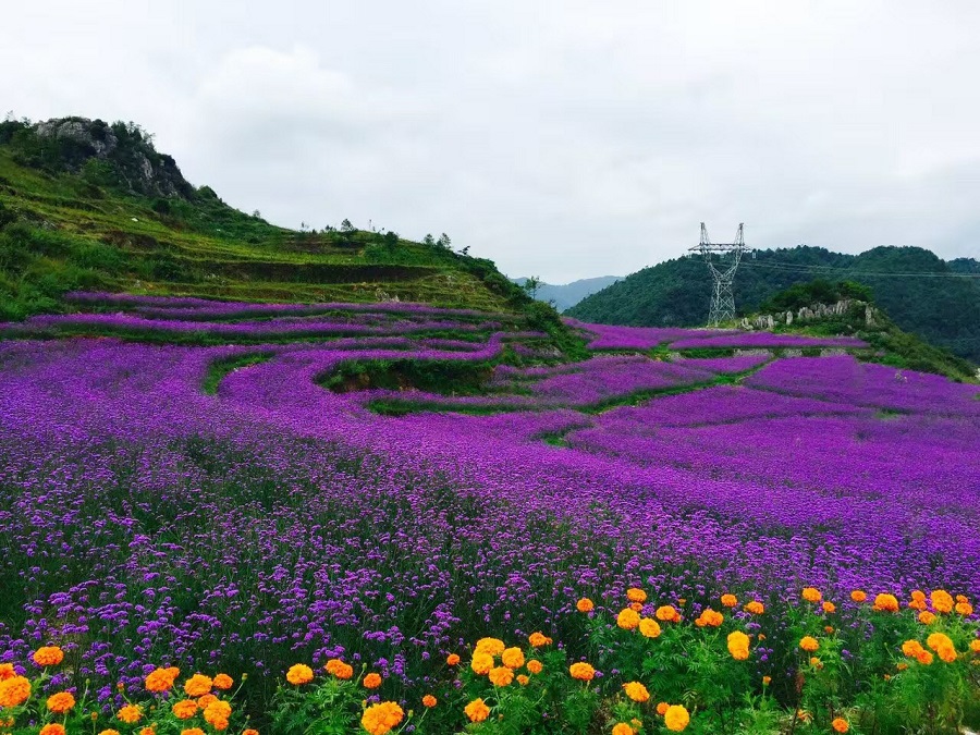 烏蒙花海 ---野玉海國際旅游度假區(qū)帕斯谷千畝玫瑰花海簡介