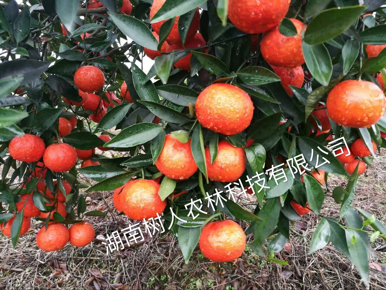 關(guān)于廣西永?？h韋昌裕偽造合同盜用我公司世紀(jì)紅名義擴(kuò)散假苗、病毒苗的違法行徑的緊急聲明