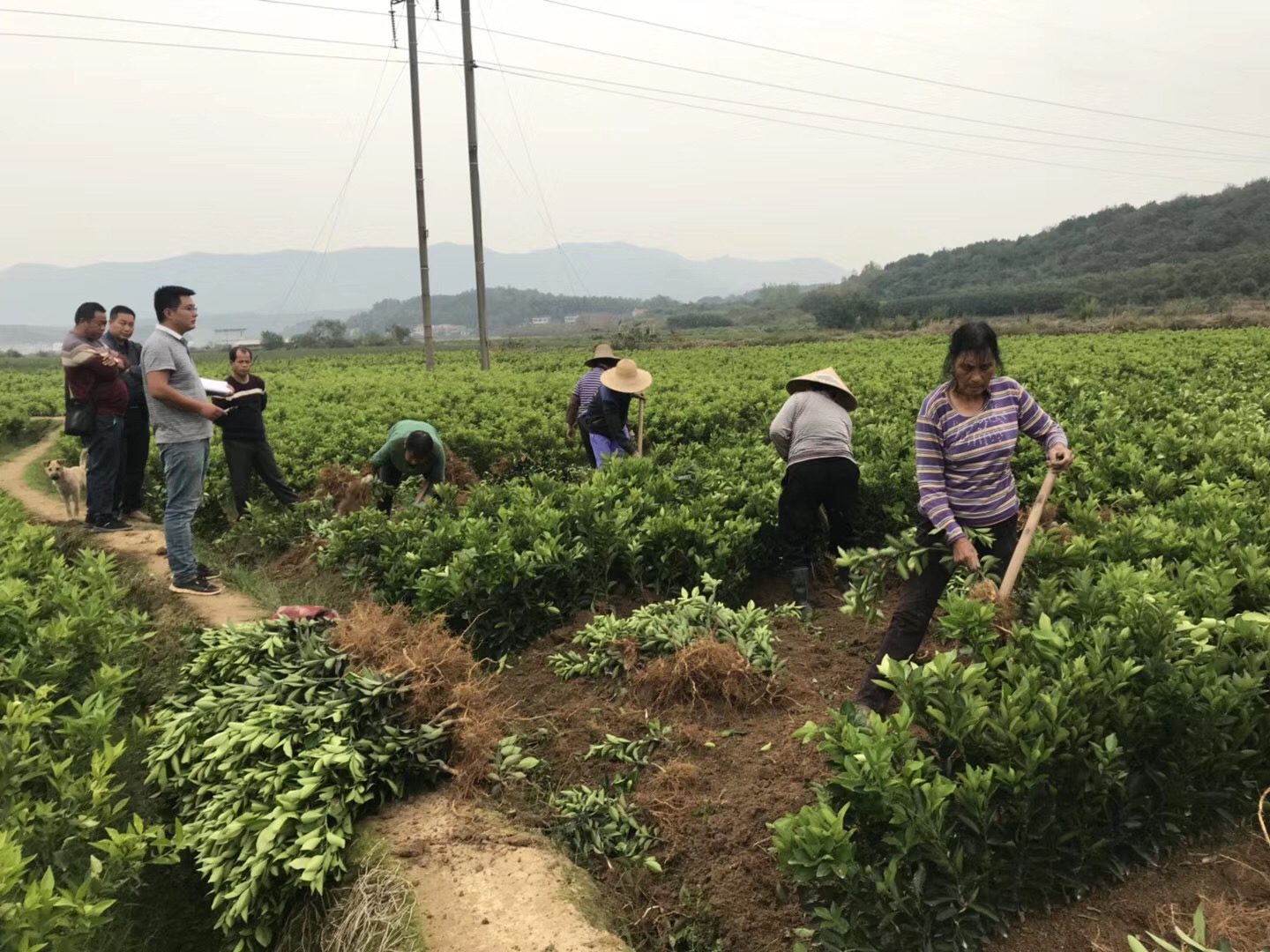 現(xiàn)代農(nóng)業(yè)企業(yè)上市座談會(huì)長(zhǎng)沙舉行 探討上市難點(diǎn)