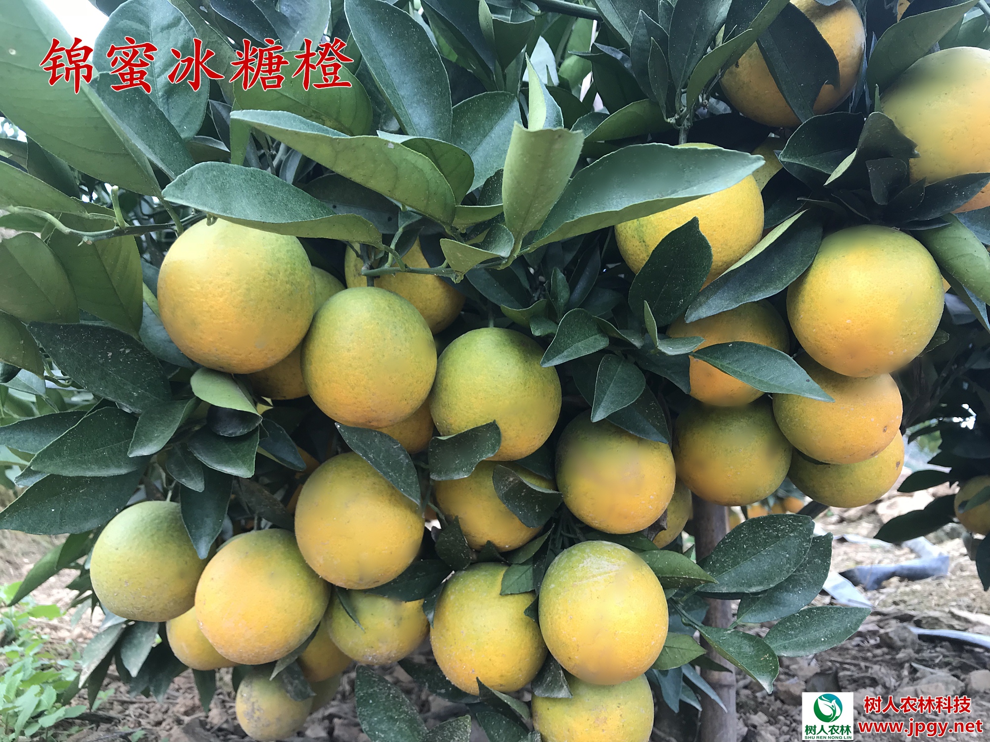 滿園碩果似錦，肉質(zhì)甘甜如蜜
