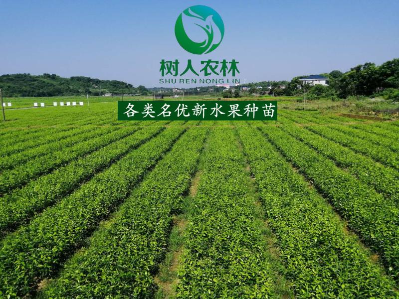 隆昌樹人農(nóng)業(yè)科技有限公司