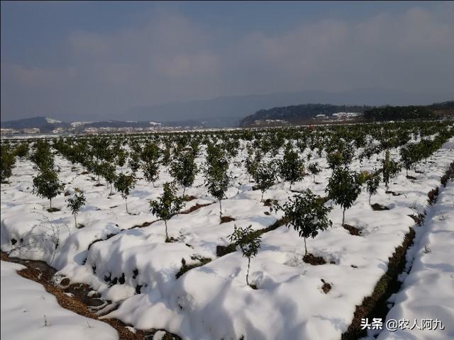 柑橘冬季清園這些事情不能落，否則又是白忙活