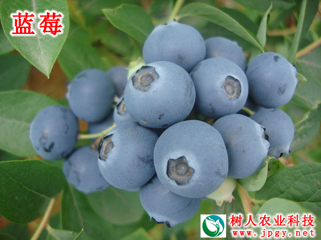 湖南樹(shù)人農(nóng)林科技有限公司,湖南柑橘品種銷(xiāo)售,中國(guó)果樹(shù)網(wǎng),常綠果樹(shù)類(lèi)哪里好