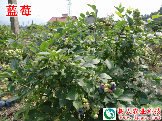 湖南樹(shù)人農(nóng)林科技有限公司,湖南柑橘品種銷(xiāo)售,中國(guó)果樹(shù)網(wǎng),常綠果樹(shù)類(lèi)哪里好