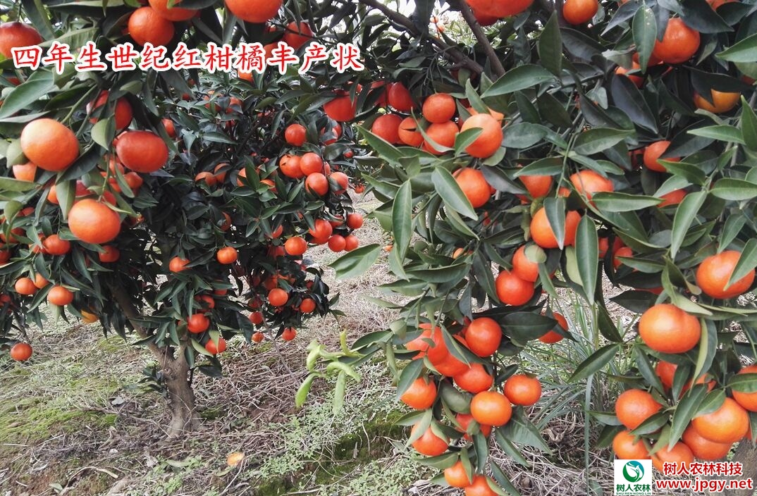 湖南樹人農(nóng)林科技有限公司,湖南柑橘品種銷售,中國(guó)果樹網(wǎng),常綠果樹類哪里好