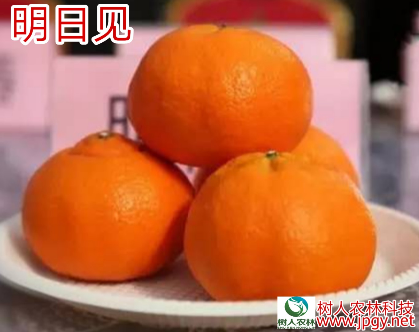 湖南樹人農(nóng)林科技有限公司,湖南柑橘品種銷售,中國(guó)果樹網(wǎng),常綠果樹類哪里好