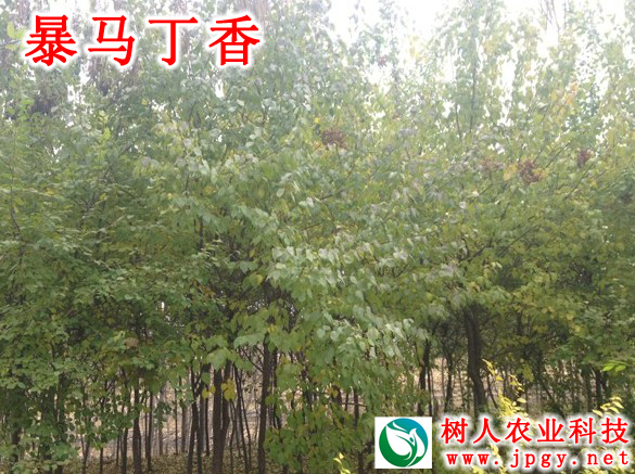 湖南樹(shù)人農(nóng)林科技有限公司,湖南柑橘品種銷(xiāo)售,中國(guó)果樹(shù)網(wǎng),常綠果樹(shù)類(lèi)哪里好