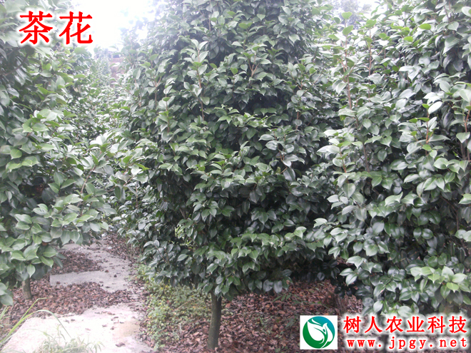 湖南樹人農(nóng)林科技有限公司,湖南柑橘品種銷售,中國(guó)果樹網(wǎng),常綠果樹類哪里好