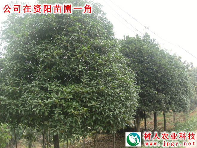 湖南樹(shù)人農(nóng)林科技有限公司,湖南柑橘品種銷(xiāo)售,中國(guó)果樹(shù)網(wǎng),常綠果樹(shù)類(lèi)哪里好
