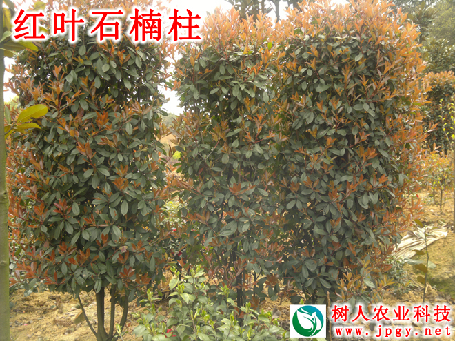 湖南樹人農(nóng)林科技有限公司,湖南柑橘品種銷售,中國果樹網(wǎng),常綠果樹類哪里好