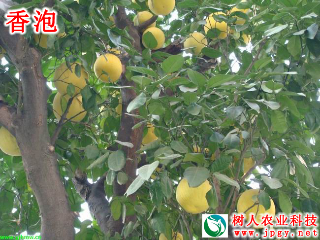 湖南樹人農(nóng)林科技有限公司,湖南柑橘品種銷售,中國(guó)果樹網(wǎng),常綠果樹類哪里好