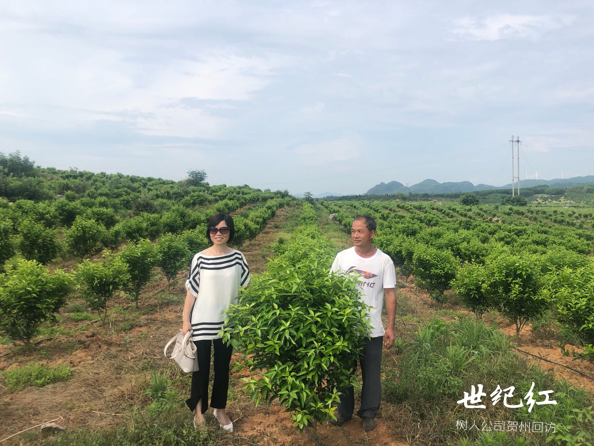 湖南樹(shù)人農(nóng)林科技有限公司,湖南柑橘品種銷售,中國(guó)果樹(shù)網(wǎng),常綠果樹(shù)類哪里好