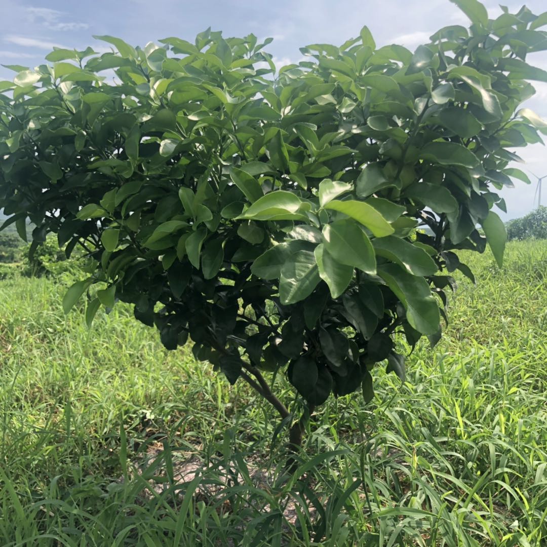 湖南樹(shù)人農(nóng)林科技有限公司,湖南柑橘品種銷售,中國(guó)果樹(shù)網(wǎng),常綠果樹(shù)類哪里好 湖南樹(shù)人農(nóng)林科技有限公司,湖南柑橘品種銷售,中國(guó)果樹(shù)網(wǎng),常綠果樹(shù)類哪里好