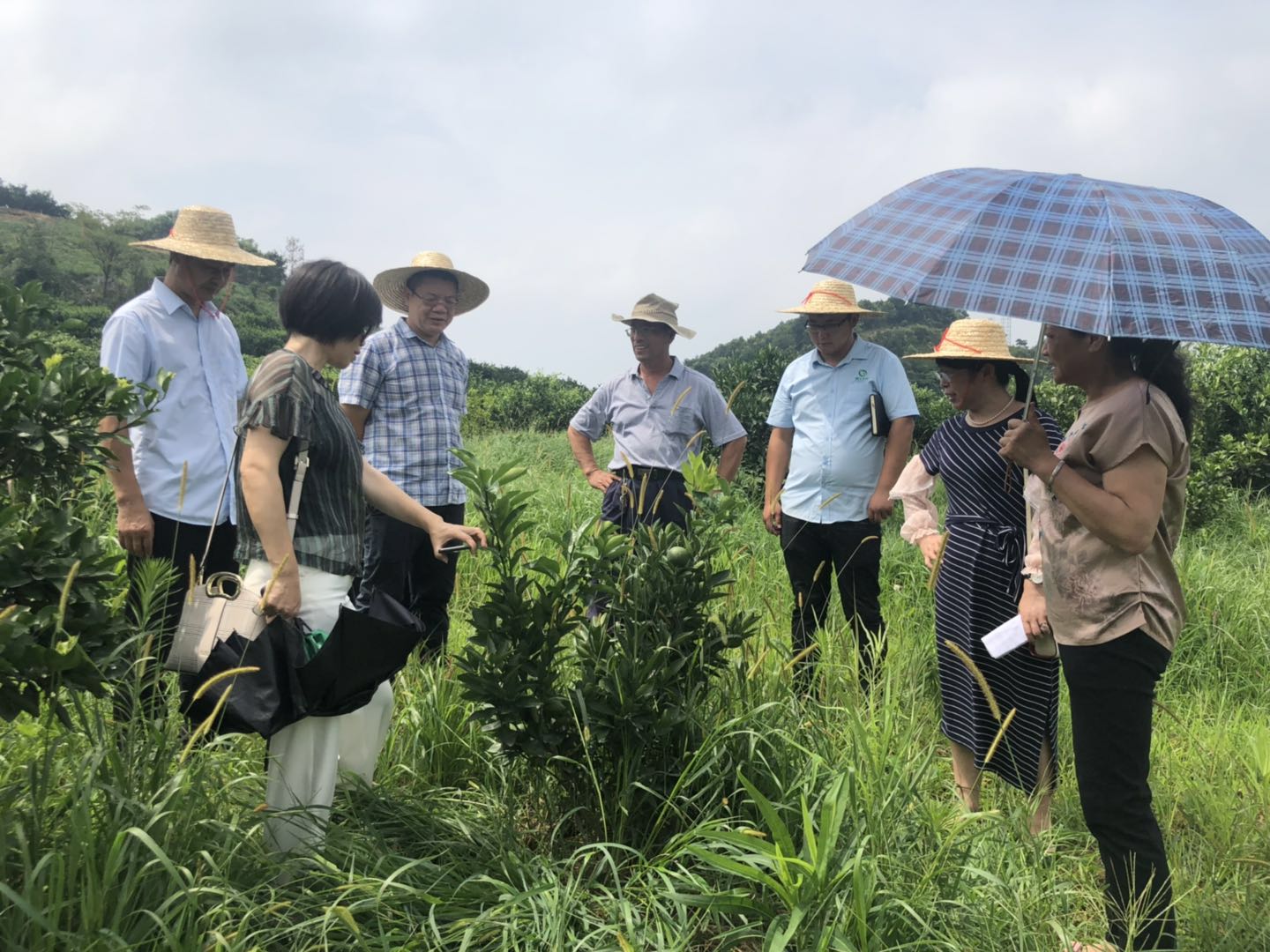湖南樹(shù)人農(nóng)林科技有限公司,湖南柑橘品種銷售,中國(guó)果樹(shù)網(wǎng),常綠果樹(shù)類哪里好 湖南樹(shù)人農(nóng)林科技有限公司,湖南柑橘品種銷售,中國(guó)果樹(shù)網(wǎng),常綠果樹(shù)類哪里好