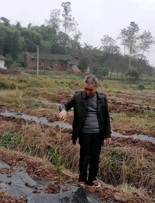 湖南樹人農(nóng)林科技有限公司,湖南柑橘品種銷售,中國果樹網(wǎng),常綠果樹類哪里好