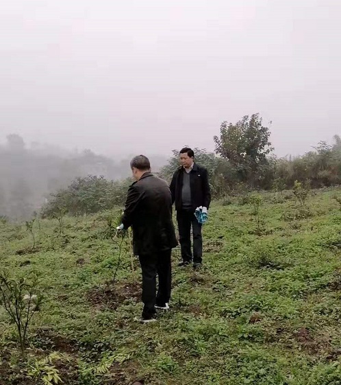 湖南樹人農(nóng)林科技有限公司,湖南柑橘品種銷售,中國果樹網(wǎng),常綠果樹類哪里好