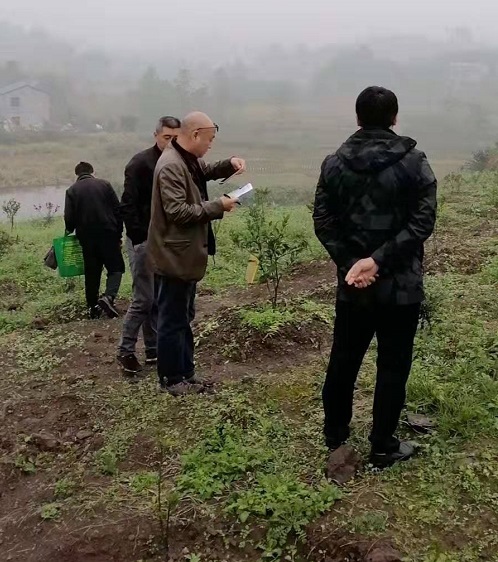 湖南樹人農(nóng)林科技有限公司,湖南柑橘品種銷售,中國果樹網(wǎng),常綠果樹類哪里好