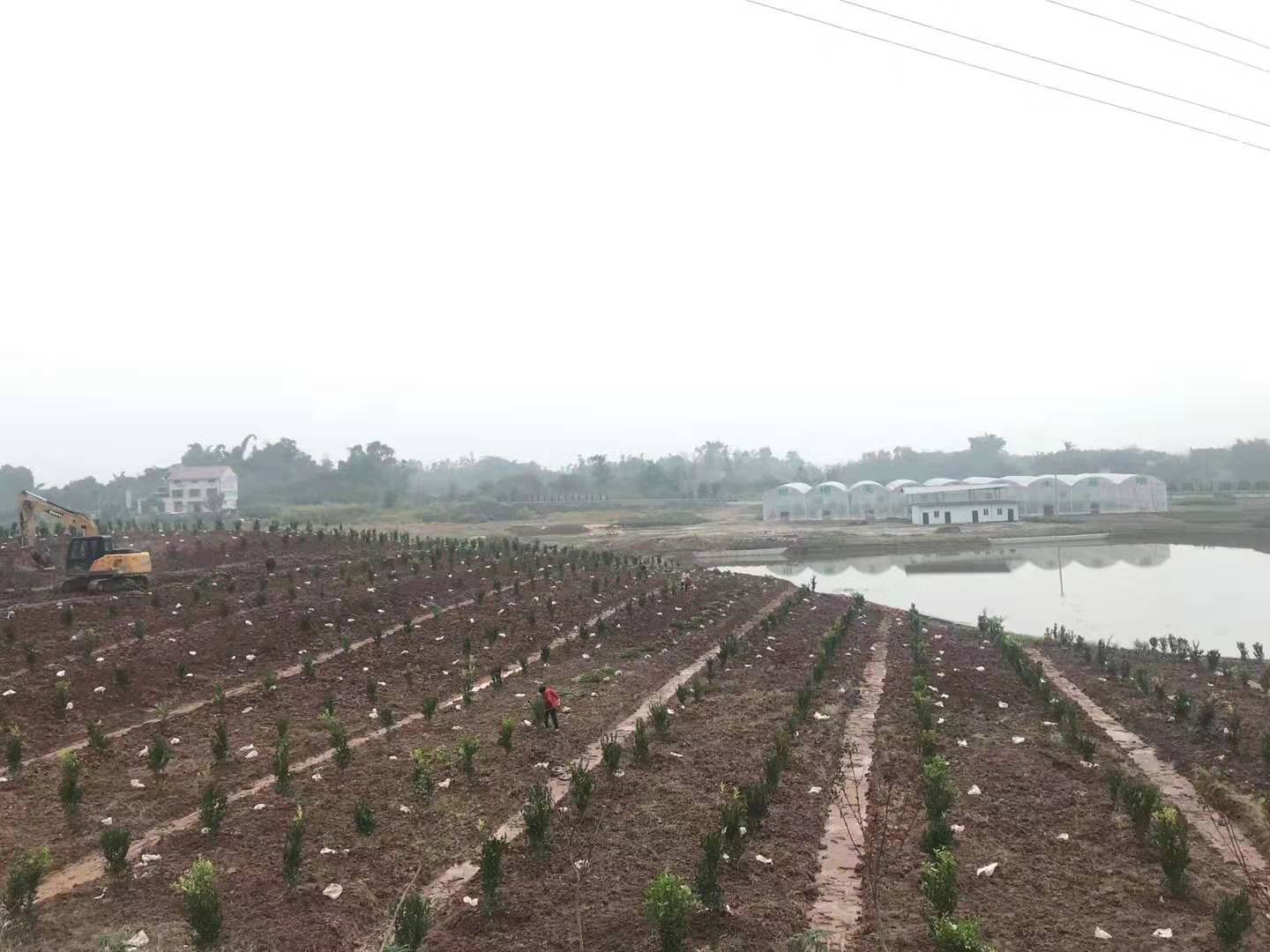 湖南樹人農(nóng)林科技有限公司,湖南柑橘品種銷售,中國果樹網(wǎng),常綠果樹類哪里好