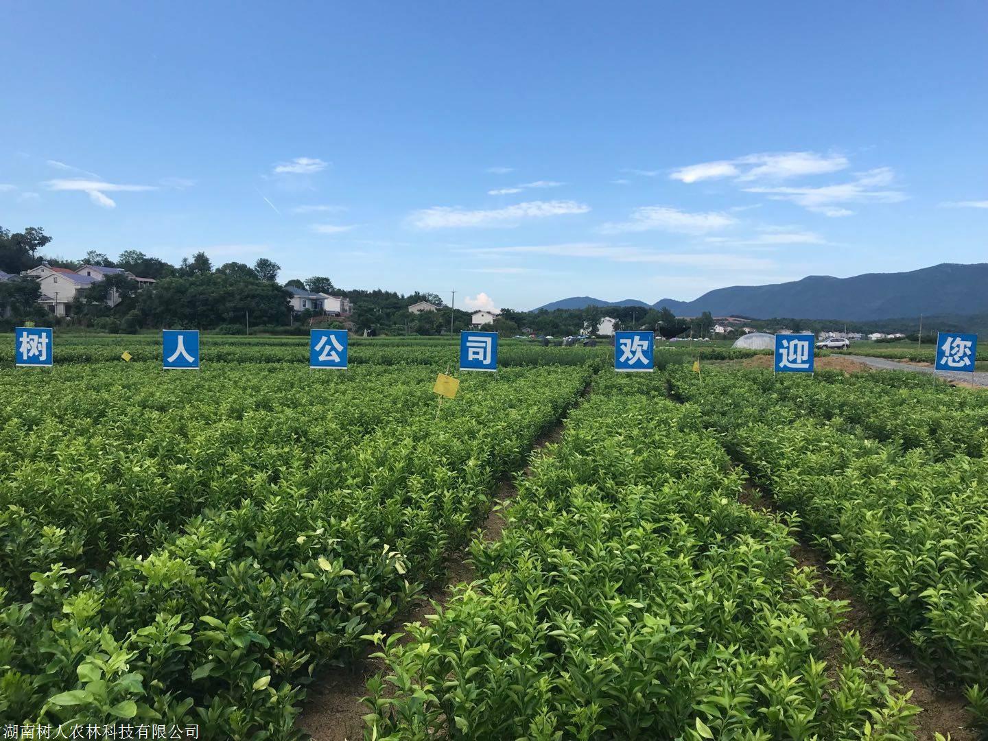 湖南樹人農(nóng)林科技有限公司,湖南柑橘品種銷售,中國(guó)果樹網(wǎng),常綠果樹類哪里好 湖南樹人農(nóng)林科技有限公司,湖南柑橘品種銷售,中國(guó)果樹網(wǎng),常綠果樹類哪里好