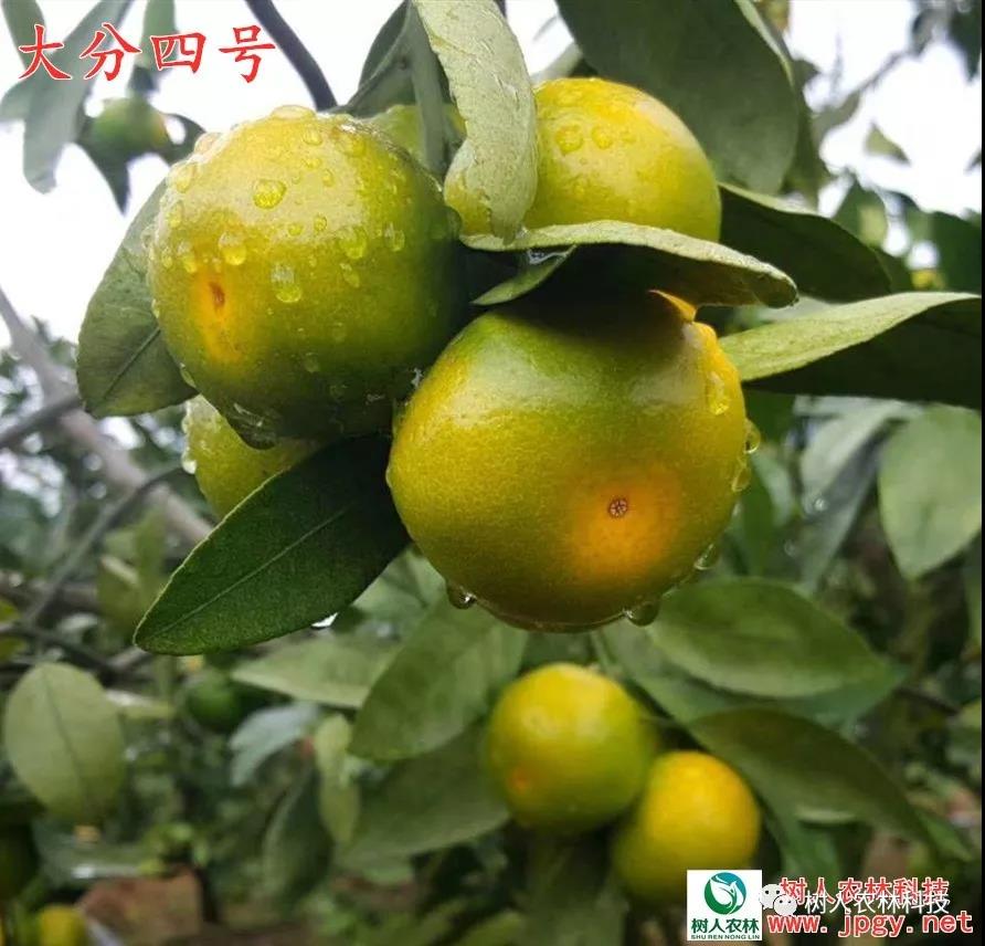 湖南樹人農林科技有限公司,湖南柑橘品種銷售,中國果樹網,常綠果樹類哪里好