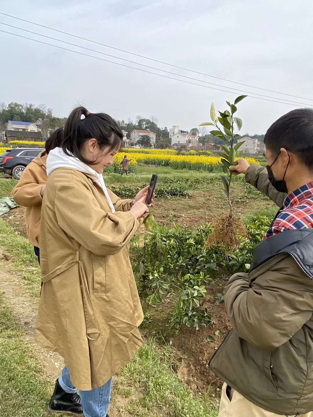 湖南樹(shù)人農(nóng)林科技有限公司,湖南柑橘品種銷售,中國(guó)果樹(shù)網(wǎng),常綠果樹(shù)類哪里好