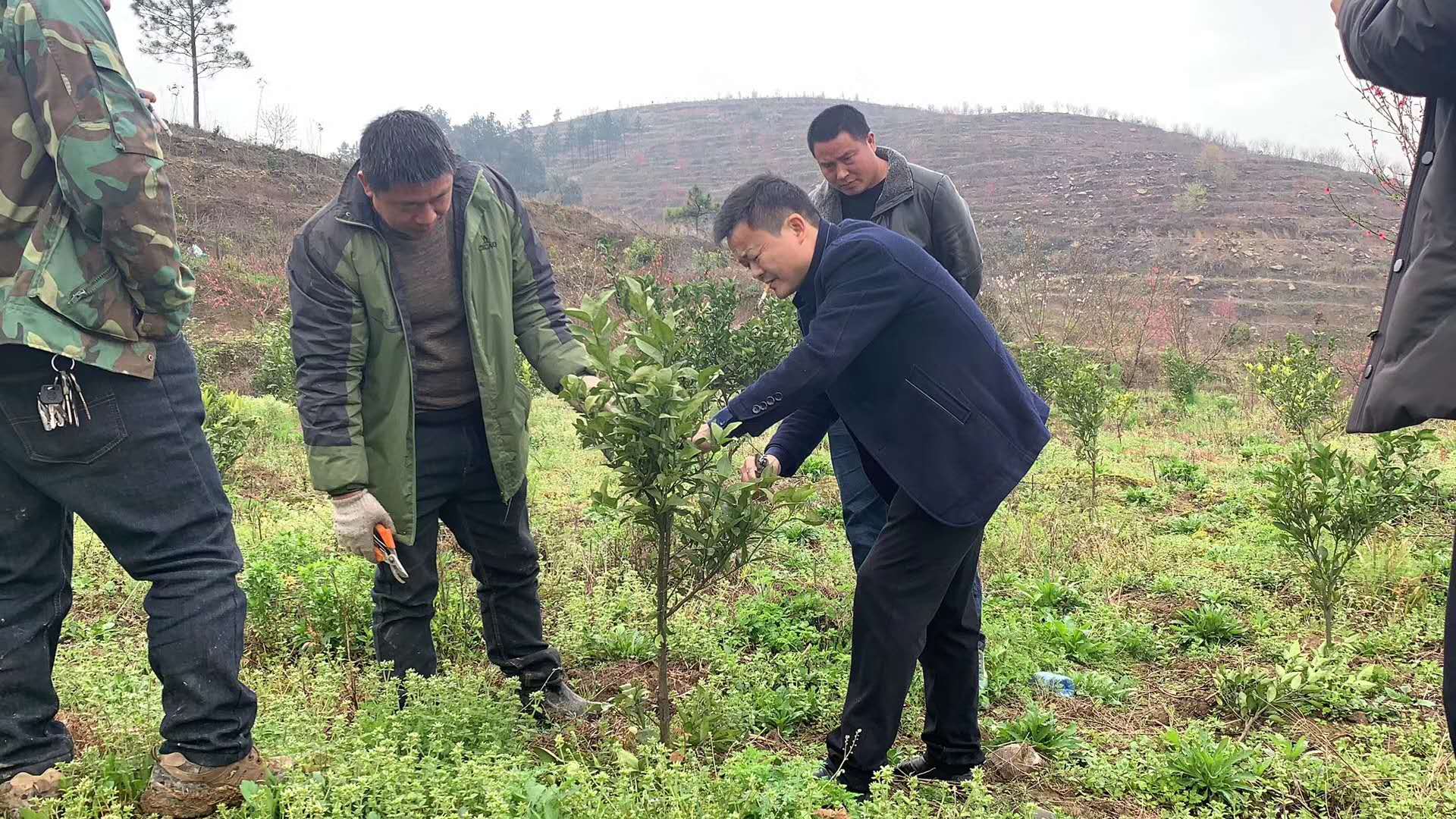 湖南樹(shù)人農(nóng)林科技有限公司,湖南柑橘品種銷售,中國(guó)果樹(shù)網(wǎng),常綠果樹(shù)類哪里好