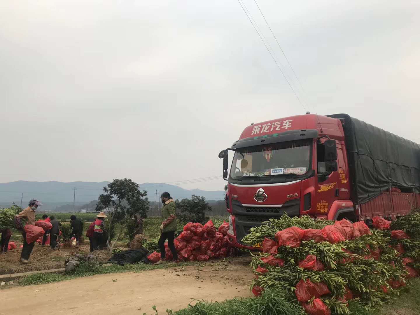 湖南樹(shù)人農(nóng)林科技有限公司,湖南柑橘品種銷售,中國(guó)果樹(shù)網(wǎng),常綠果樹(shù)類哪里好