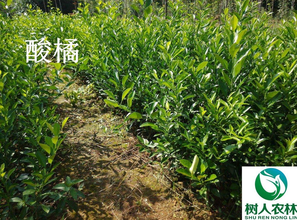 湖南樹人農(nóng)林科技有限公司,湖南柑橘品種銷售,中國果樹網(wǎng),常綠果樹類哪里好