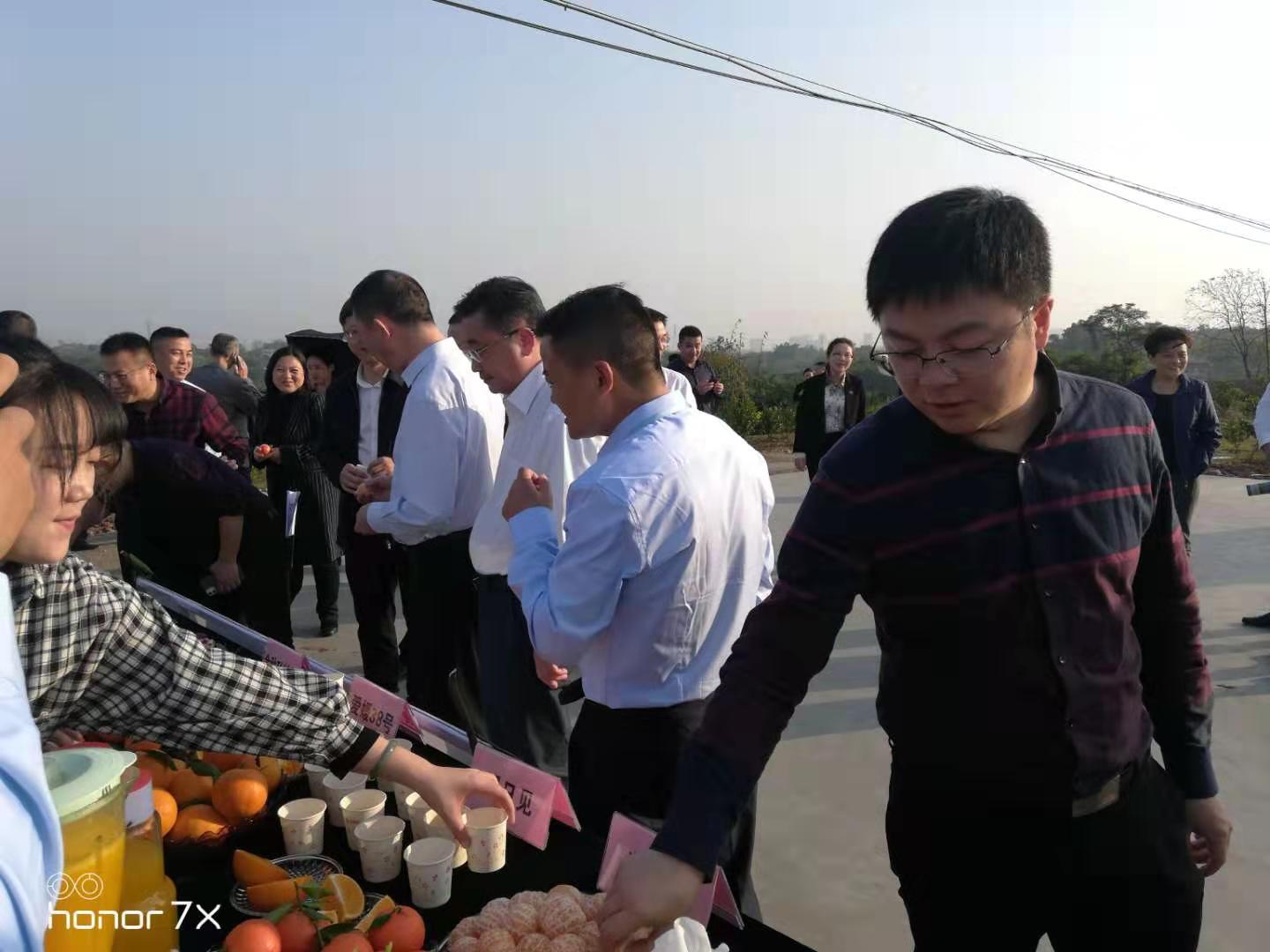 湖南樹人農(nóng)林科技有限公司,湖南柑橘品種銷售,中國(guó)果樹網(wǎng),常綠果樹類哪里好